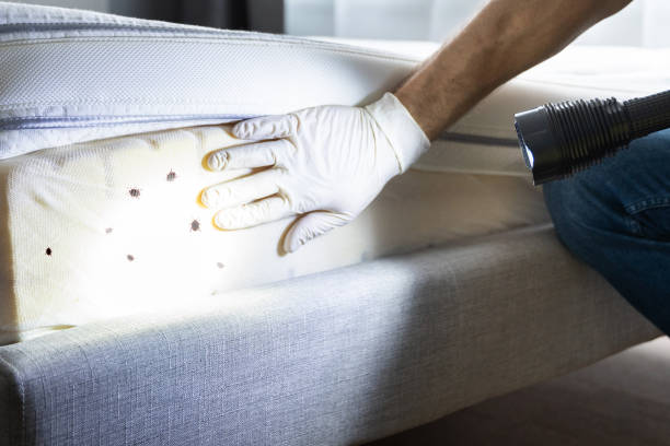 Best Local Pest Control Services  in Somerville, NJ