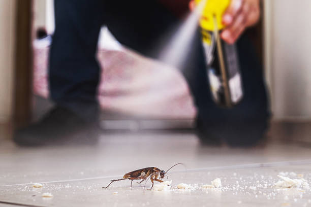 Best Spider Control Near Me  in Somerville, NJ
